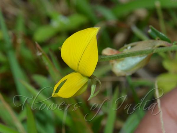 Three-Angled Rattlepod